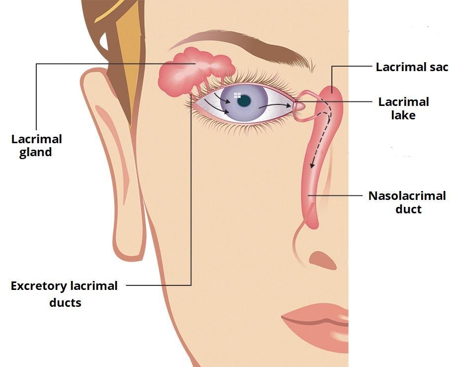 How Tears Work  National Eye Institute