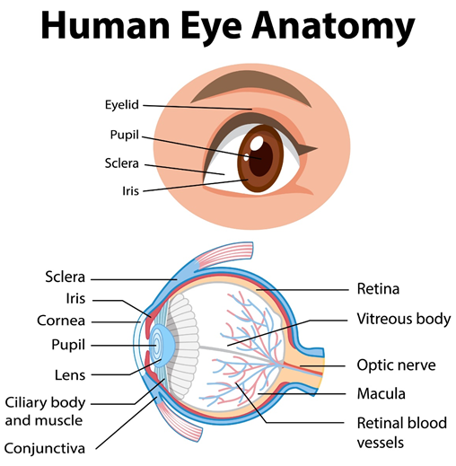anatomy of the human eye