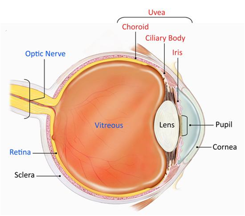 Uveitis