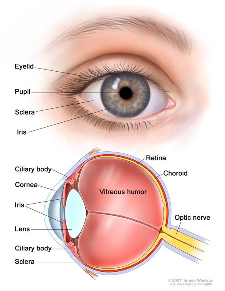 different parts of the eye