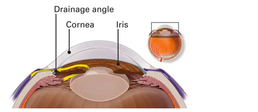 different parts of the eye