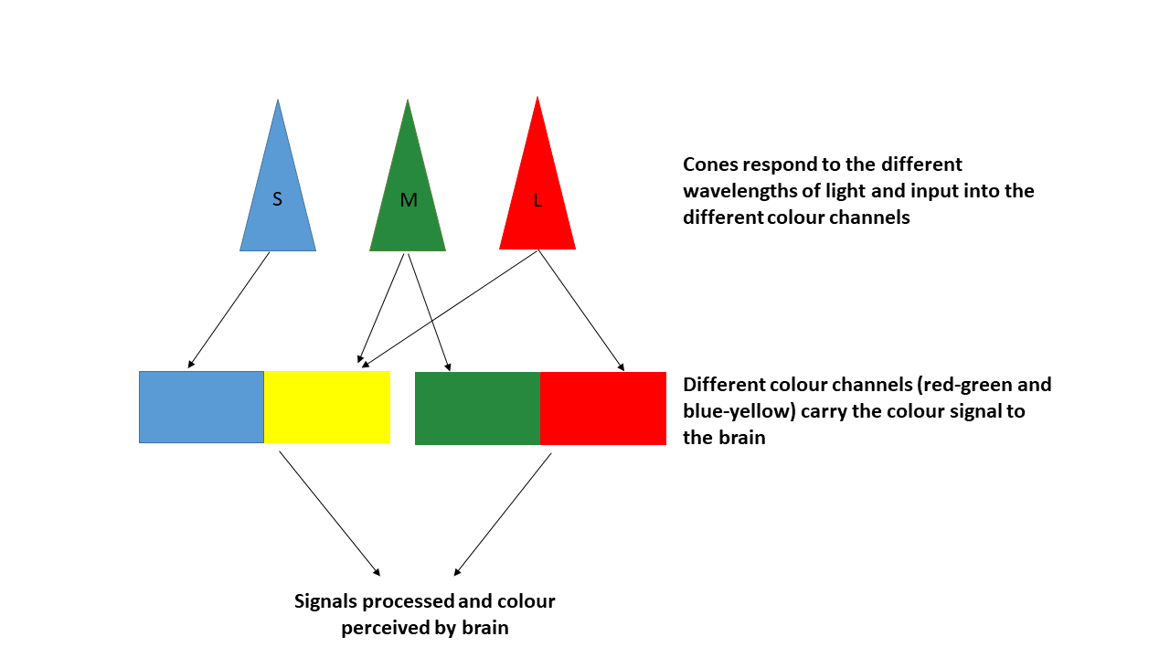 Colour Blindness and Colour Vision Deficiencies