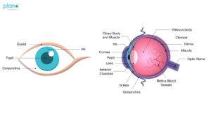 Development Of The Eye - Learn About Children's Eye Development