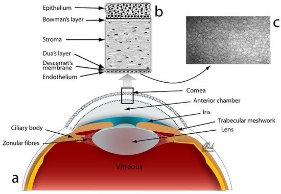 anatomy of the cornea