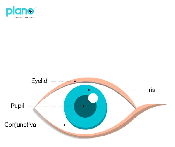 Parts of the eye