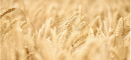 barley field